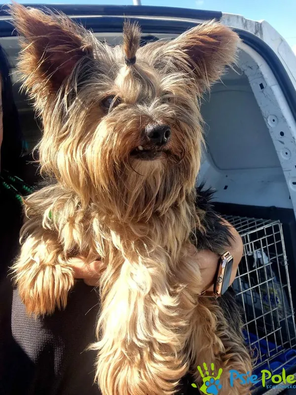 Pies do adopcji, Racławice, 5 lipca 2024 (2/3)