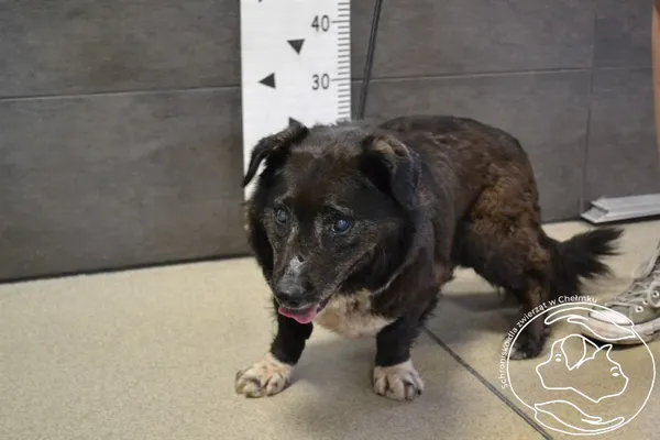 Znaleziono psa, Chełmek, 8 lipca 2024