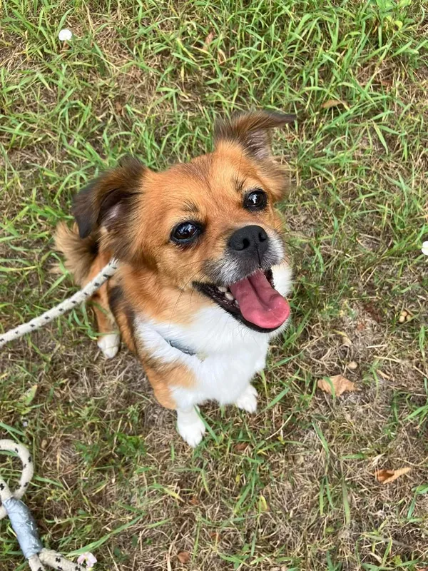 Pies do adopcji, Radom, 9 lipca 2024 (1/5)