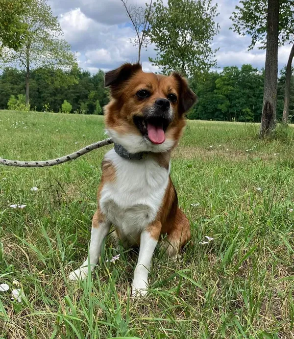 Pies do adopcji, Radom, 9 lipca 2024 (2/5)