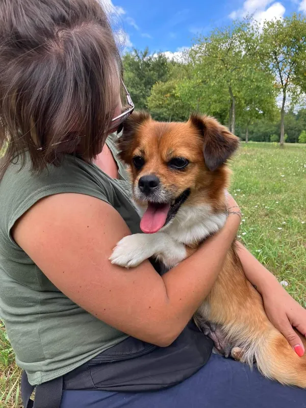 Pies do adopcji, Radom, 9 lipca 2024 (3/5)