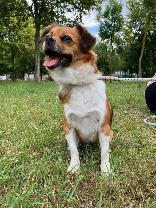 Pies do adopcji, Radom, 9 lipca 2024 (4/5)