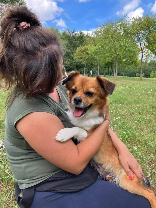 Pies do adopcji, Radom, 9 lipca 2024 (5/5)