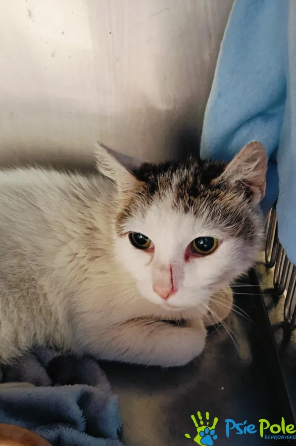 Kot do adopcji, Racławice, 5 lipca 2024 (2/3)