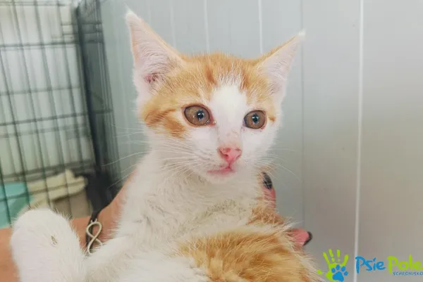 Kot do adopcji, Racławice, 4 lipca 2024 (1/3)