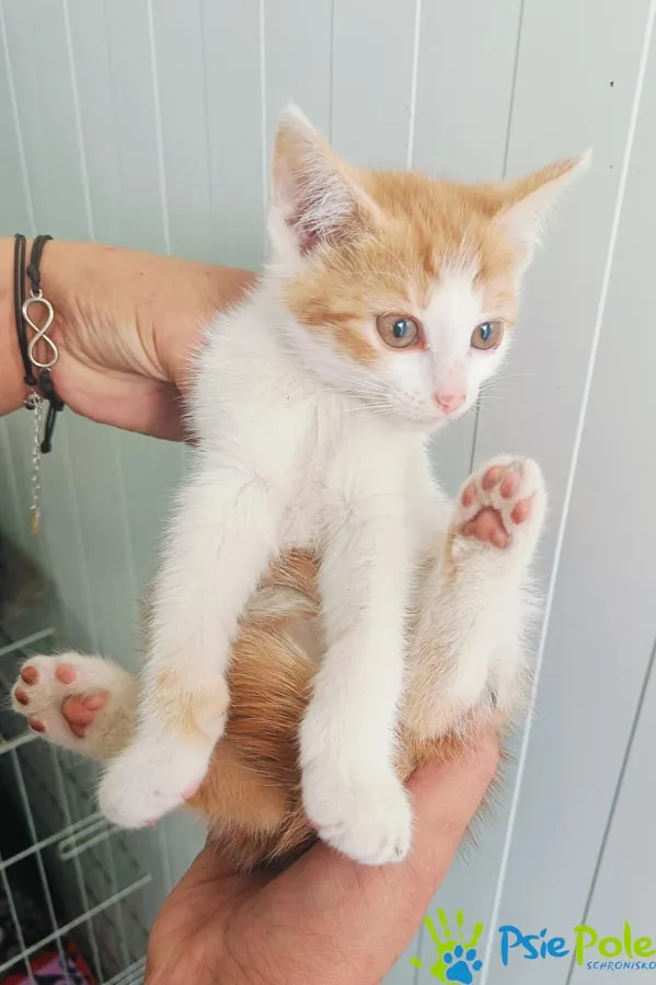 Kot do adopcji, Racławice, 4 lipca 2024 (2/3)