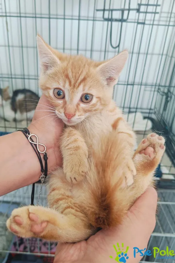 Kot do adopcji, Racławice, 4 lipca 2024 (1/2)