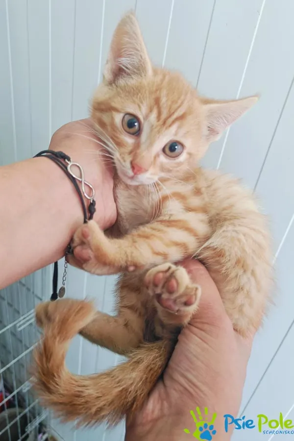 Kot do adopcji, Racławice, 4 lipca 2024 (2/2)