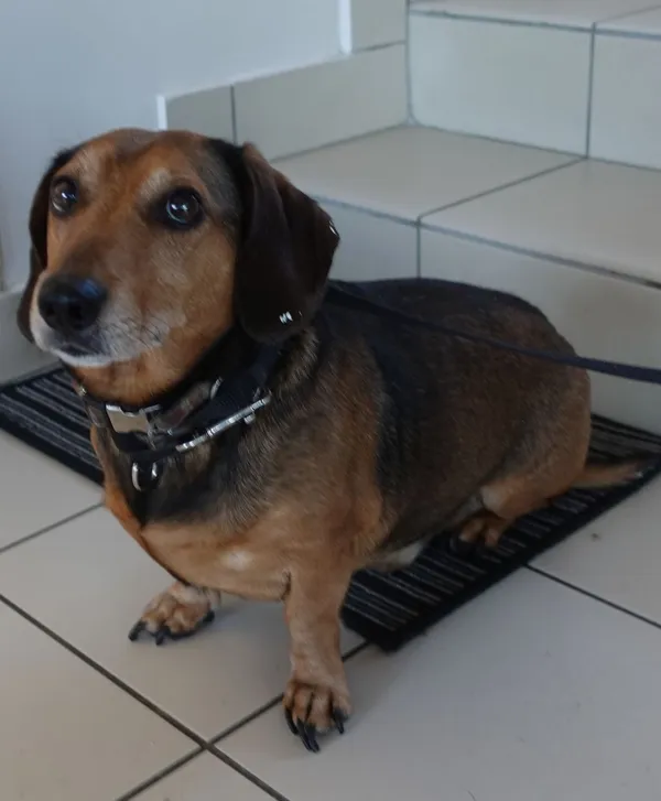 Znaleziono psa, Gdańsk, 9 lipca 2024