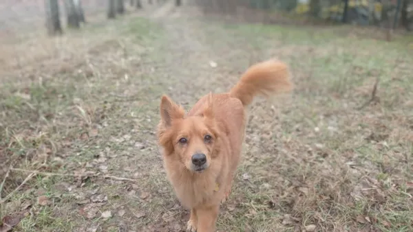 Zaginął pies, Skotniki, 9 lipca 2024 (1/2)