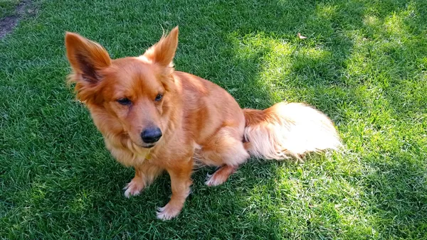 Zaginął pies, Skotniki, 9 lipca 2024 (2/2)