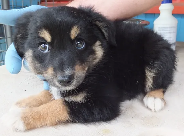 Znaleziono psa, Nowa Krępa, 1 lipca 2024