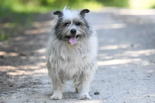 Pies do adopcji, Nowodwór, 9 lipca 2024 (1/5)