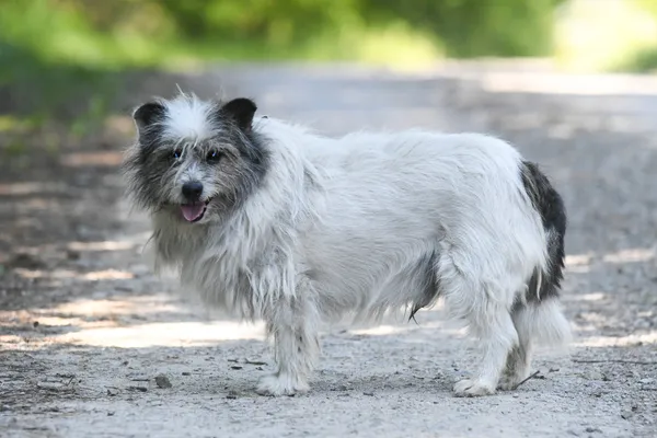 Pies do adopcji, Nowodwór, 9 lipca 2024 (2/5)