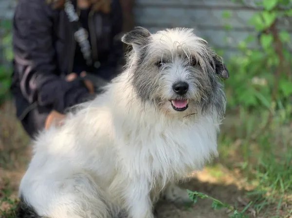 Pies do adopcji, Nowodwór, 9 lipca 2024 (5/5)