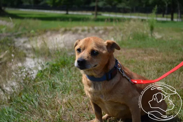 Pies do adopcji, Chełmek, 22 lutego 2024