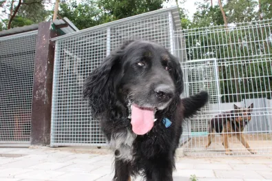 Pies do adopcji, Oborniki, 26 czerwca 2024 (1/5)