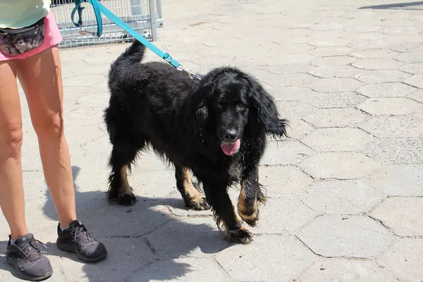 Pies do adopcji, Oborniki, 26 czerwca 2024 (2/5)