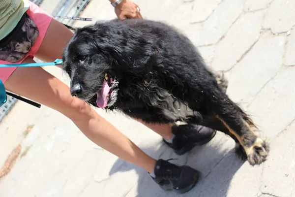 Pies do adopcji, Oborniki, 26 czerwca 2024 (5/5)