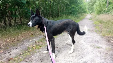 Pies do adopcji, Oborniki, 20 czerwca 2024 (1/5)