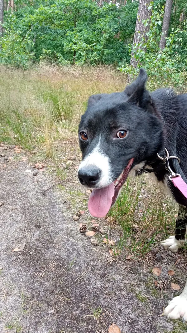 Pies do adopcji, Oborniki, 20 czerwca 2024 (3/5)