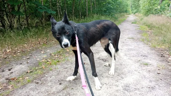 Pies do adopcji, Oborniki, 20 czerwca 2024 (4/5)