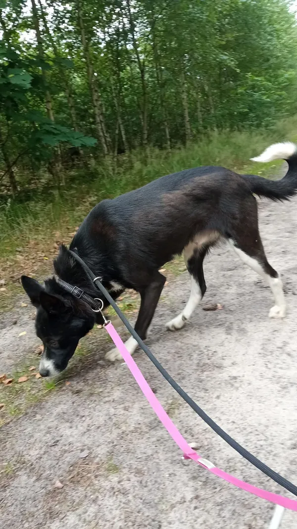 Pies do adopcji, Oborniki, 20 czerwca 2024 (5/5)