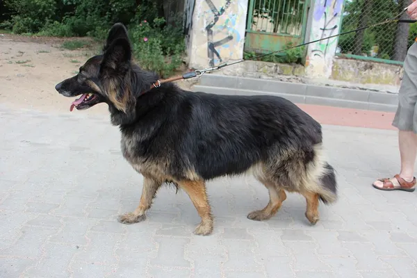 Pies do adopcji, Oborniki, 18 czerwca 2024 (2/5)