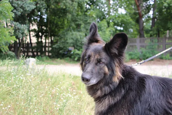 Pies do adopcji, Oborniki, 18 czerwca 2024 (3/5)