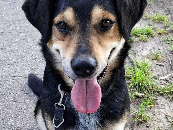 Pies do adopcji, Pawłowo, 10 lipca 2024 (1/2)