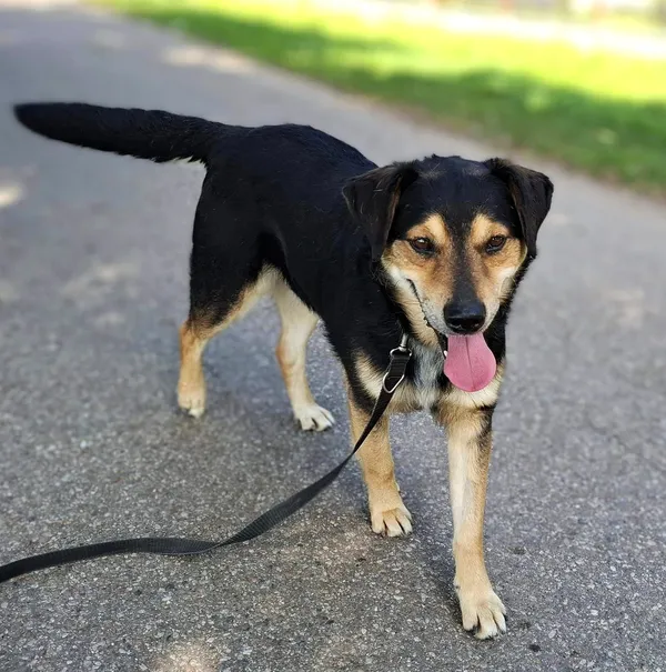 Pies do adopcji, Pawłowo, 10 lipca 2024 (2/2)