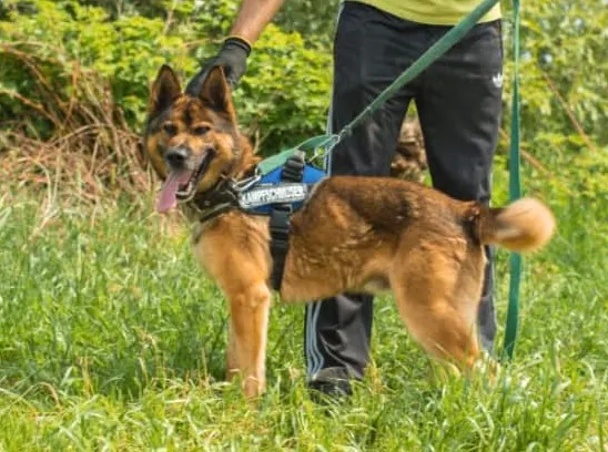 Pies do adopcji, Pawłowo, 11 czerwca 2024 (2/2)