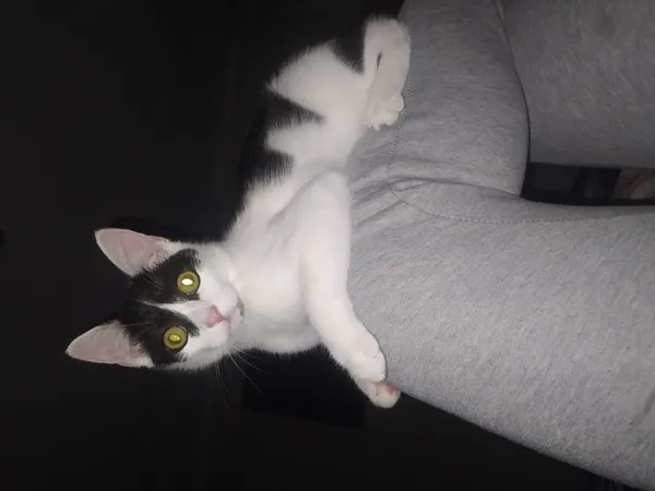 Zaginął kot, Łódź, 10 lipca 2024