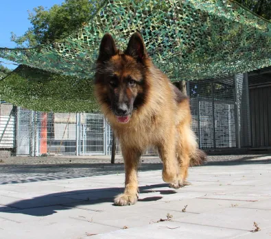 Znaleziono psa, Oborniki, 4 lipca 2024 (1/5)