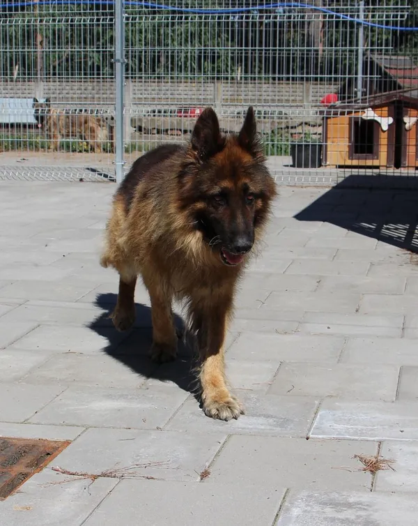 Znaleziono psa, Oborniki, 4 lipca 2024 (3/5)