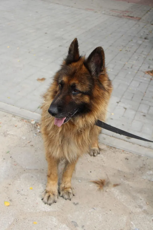 Znaleziono psa, Oborniki, 4 lipca 2024 (4/5)