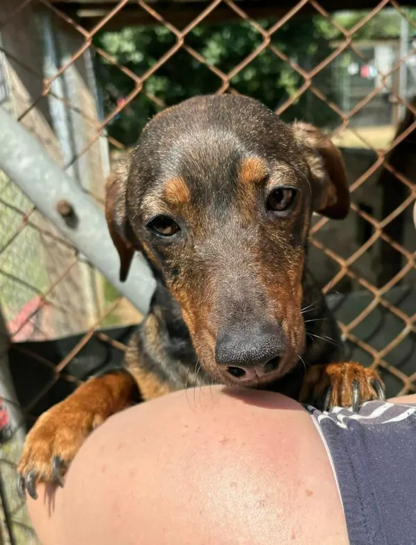 Pies do adopcji, Przyborówko, 10 lipca 2024 (1/3)