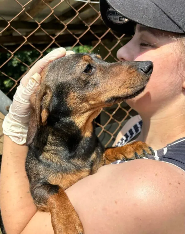 Pies do adopcji, Przyborówko, 10 lipca 2024 (2/3)