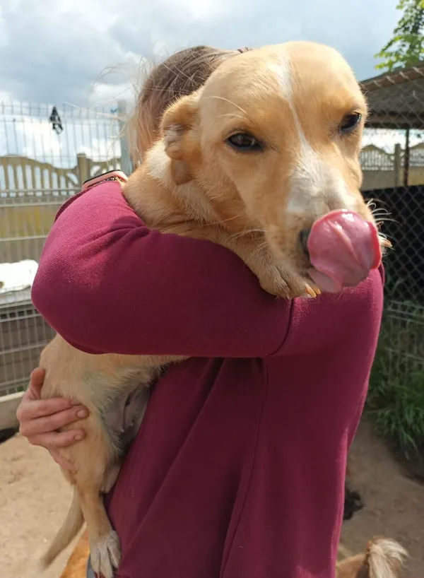 Pies do adopcji, Przyborówko, 10 lipca 2024 (2/3)