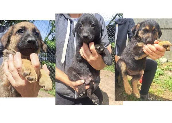 Pies do adopcji, Przyborówko, 10 lipca 2024 (1/2)