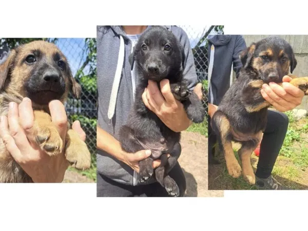 Pies do adopcji, Przyborówko, 10 lipca 2024 (2/2)