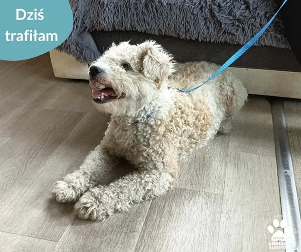 Znaleziono psa, Dąbrówka, 10 lipca 2024 (1/2)