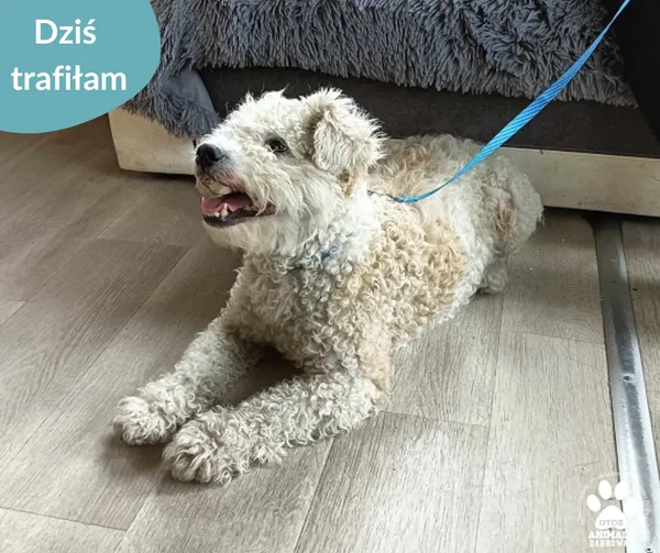 Znaleziono psa, Dąbrówka, 10 lipca 2024 (2/2)