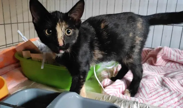 Znaleziono kota, Toruń, 4 lipca 2024