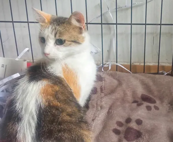 Znaleziono kota, Toruń, 4 lipca 2024