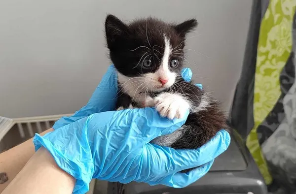 Znaleziono kota, Toruń, 3 lipca 2024