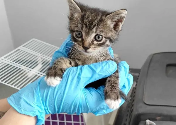 Znaleziono kota, Toruń, 3 lipca 2024