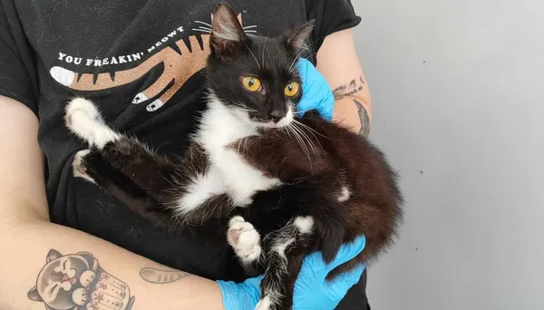 Znaleziono kota, Toruń, 3 lipca 2024