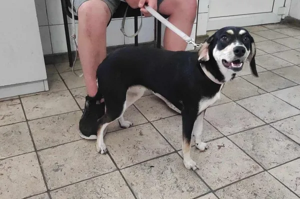 Znaleziono psa, Toruń, 1 lipca 2024