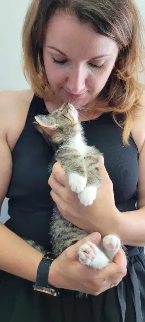 Kot do adopcji, Piła, 22 maja 2024 (3/3)